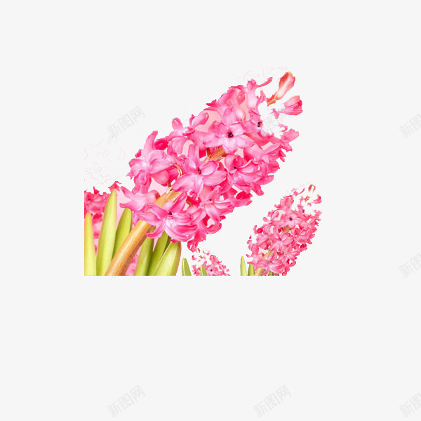 粉色的风信子png免抠素材_新图网 https://ixintu.com 叶子 手绘 手绘风信子 植物 绿色 美丽 花朵 芳香 风信子