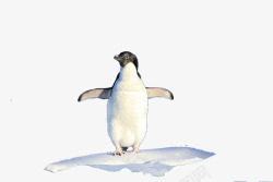 独自站立的企鹅素材