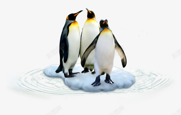 三只企鹅png免抠素材_新图网 https://ixintu.com 可爱 实物 尖嘴 雪地