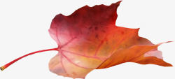 枫叶漂浮素材手绘秋叶高清图片