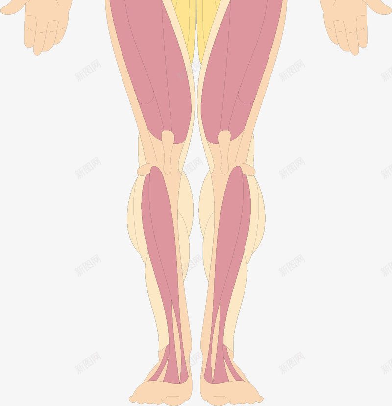 肌肉分布结构png免抠素材_新图网 https://ixintu.com 人体器官 医疗健康 医疗卡通 医疗器材 医疗器械 医疗科技 医疗科研