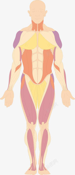 脚部肌肉分布肌肉分布结构高清图片