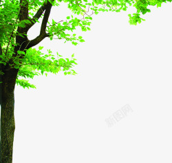 绿色清新大树自然素材