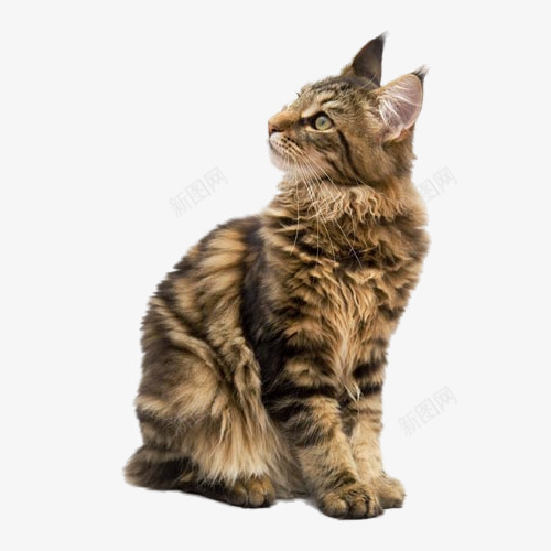 回头的猫咪png免抠素材_新图网 https://ixintu.com 动物 宠物 小猫 手绘 猫咪