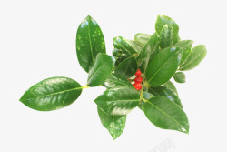 带果子的绿色植物枸骨叶冬青叶子红色果子高清图片