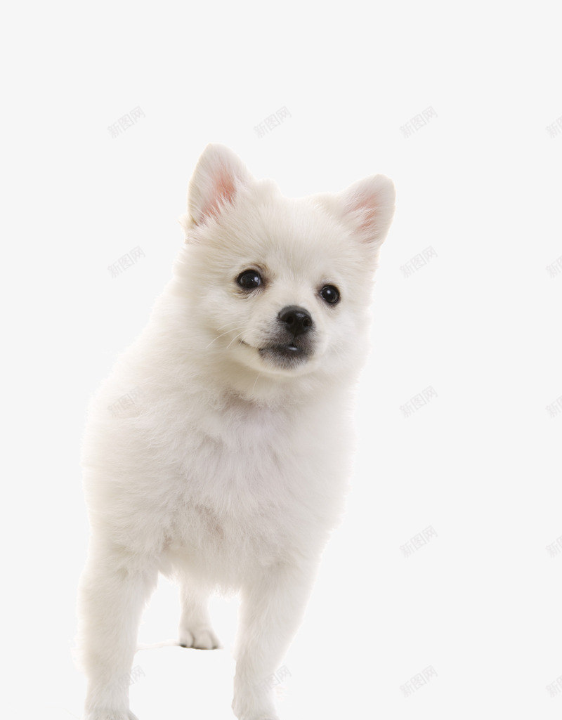 白色的狗狗png免抠素材_新图网 https://ixintu.com 写真 动物 狗