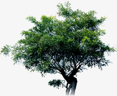 在户外生长的绿色植物大树png免抠素材_新图网 https://ixintu.com 大树 户外 生长 绿色植物