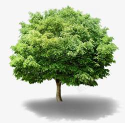 环保清新大树植物素材