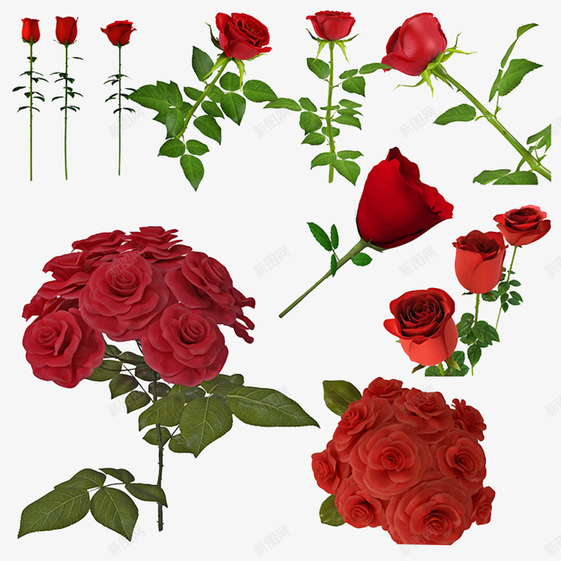 带刺的玫瑰png免抠素材_新图网 https://ixintu.com 一束玫瑰 一枝玫瑰 大红色玫瑰 带刺 带刺的玫瑰 开花 玫瑰 玫瑰花开 盛开的花朵 美丽 鲜艳