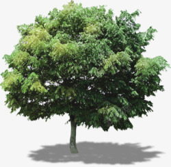 摄影绿色的大树合成素材