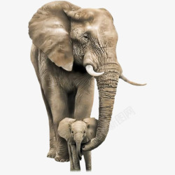 小象妈妈大象高清图片