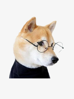 带眼镜的狗带眼镜的狗高清图片