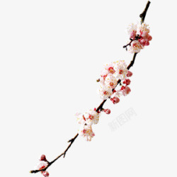 粉色冬季冬季一枝梅花高清图片