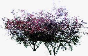 紫色树叶景观大树png免抠素材_新图网 https://ixintu.com 大树 景观 树叶 紫色
