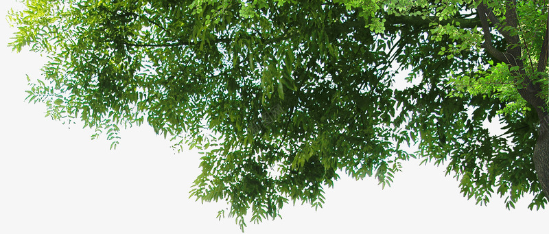 创意合成摄影绿色的大树png免抠素材_新图网 https://ixintu.com 创意 合成 大树 摄影 绿色