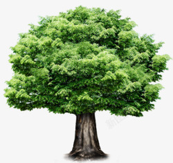 绿色春天大树植物素材
