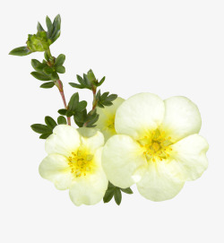 美丽的黄白色花朵素材