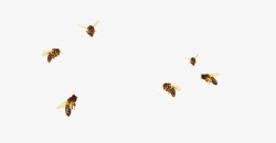 6只飞舞的蜜蜂高清图片
