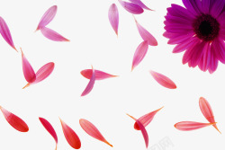 红色的菊花漂浮的花瓣高清图片