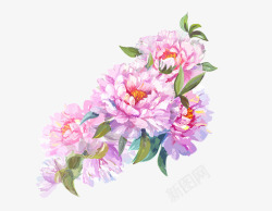 手绘水彩美丽花朵装饰素材
