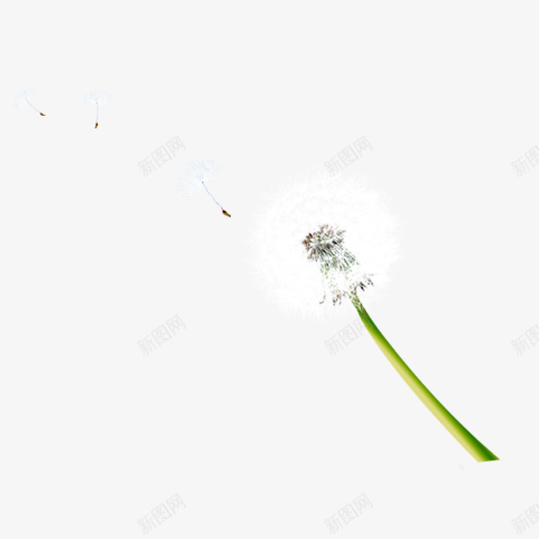 蒲公英花png免抠素材_新图网 https://ixintu.com 元素 漂浮素材 蒲公英 装饰