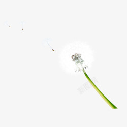 蒲公英花素材