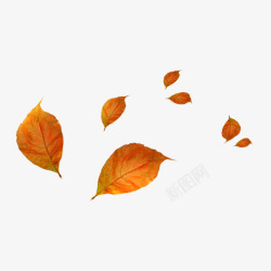 秋天美景橙色叶子漂浮装饰高清图片