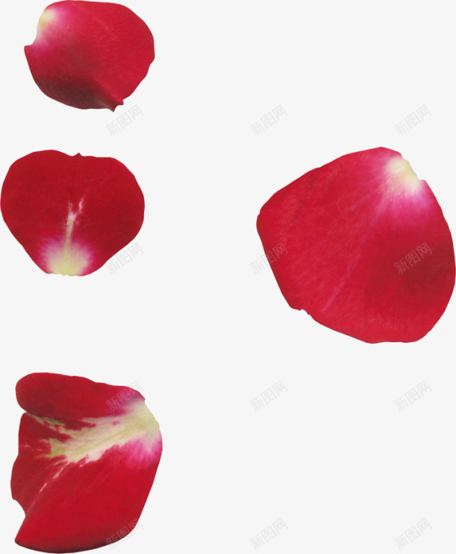 红色花瓣png免抠素材_新图网 https://ixintu.com 漂浮花瓣 玫瑰花 红色花瓣 花 飞舞的花瓣
