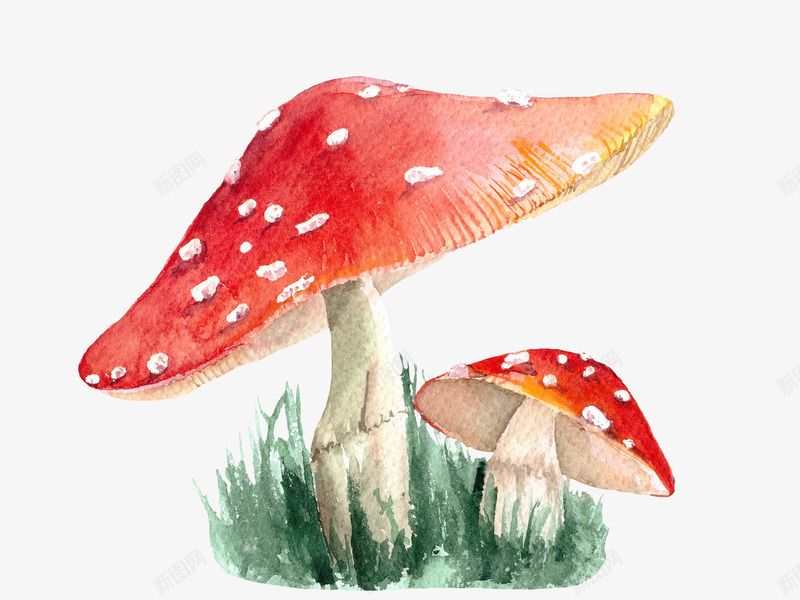 绿色草丛上的蘑菇png免抠素材_新图网 https://ixintu.com 动漫动画 卡通手绘 小草 绿草 菌类 蘑菇 装饰图