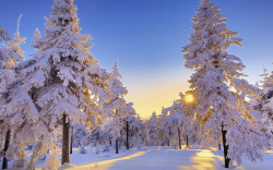 冬季野外景观片素材