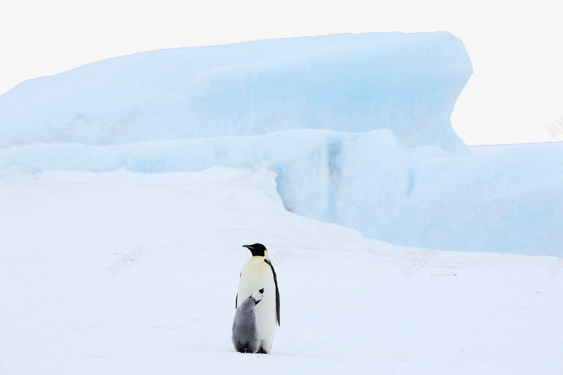 南极孤立的企鹅png免抠素材_新图网 https://ixintu.com 南极 南极雪 孤立的企鹅 旅游景区 著名景点