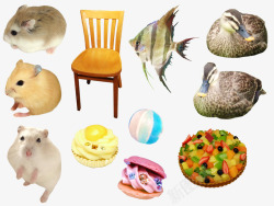 仓鼠鱼食物和椅子素材