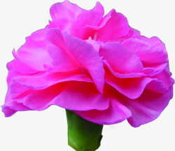 粉色美丽盛开康乃馨花朵素材