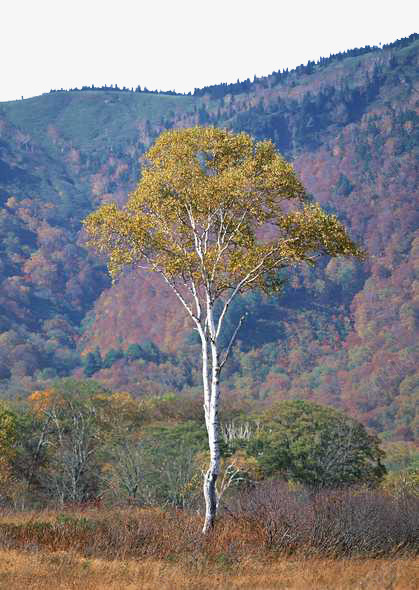 山上风景png免抠素材_新图网 https://ixintu.com 大树 山 植物 风景