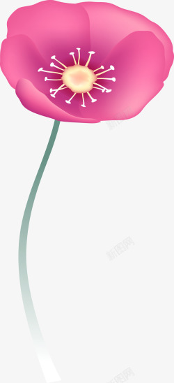 美丽的罂粟花花朵图素材