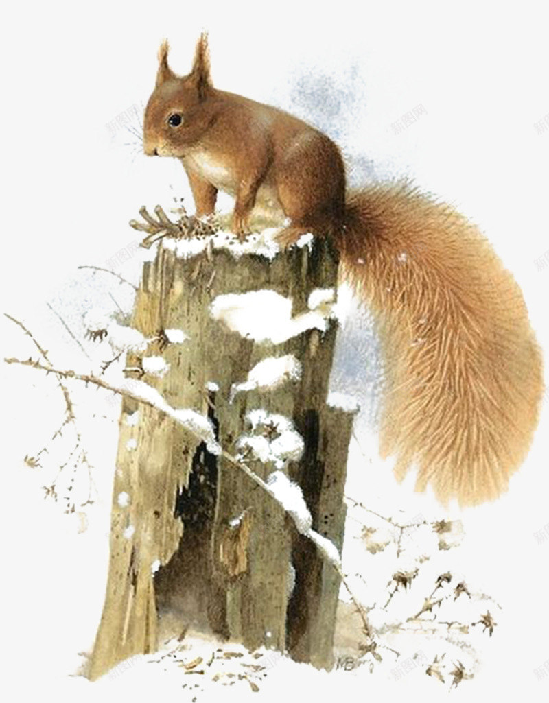 站在枯萎木桩上的松鼠png免抠素材_新图网 https://ixintu.com 冬季 动物 卡通 可爱的 尾巴 木桩 松鼠 白雪