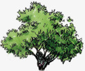 夏季园林绿色植物景观大树png免抠素材_新图网 https://ixintu.com 园林 夏季 大树 景观 绿色植物