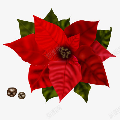 红色圣诞节花朵元素png免抠素材_新图网 https://ixintu.com 元素 圣诞 平安夜 花