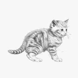 素描猫可爱动物高清图片