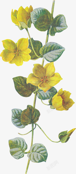 藤蔓上的黄色花朵素材