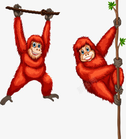 红毛的猩猩红毛猩猩高清图片