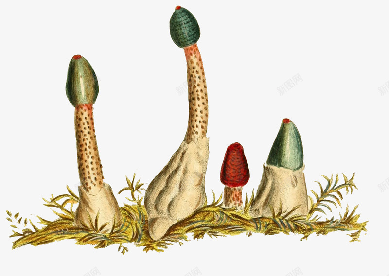 免费菌菇插画png免抠素材_新图网 https://ixintu.com 小草 红色 蘑菇插画