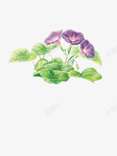 宁静典雅牵牛花png免抠素材_新图网 https://ixintu.com 卡通 植物 紫色 花朵