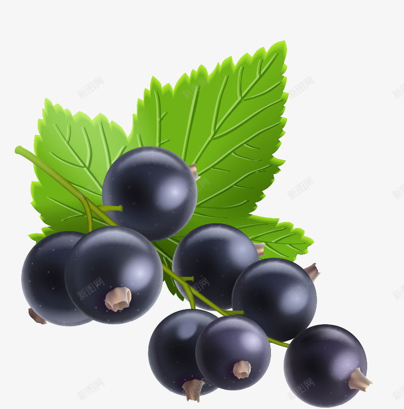一串蓝莓矢量图ai免抠素材_新图网 https://ixintu.com png图形 png装饰 水果 蓝莓 装饰 食物 矢量图