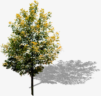 室外摄影黄色的大树png免抠素材_新图网 https://ixintu.com 大树 室外 摄影 黄色