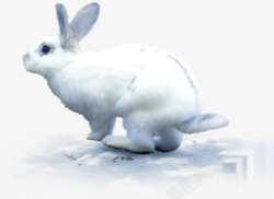 小白兔冬季风景素材