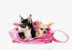 粉色狗狗装在粉色布袋的狗狗高清图片