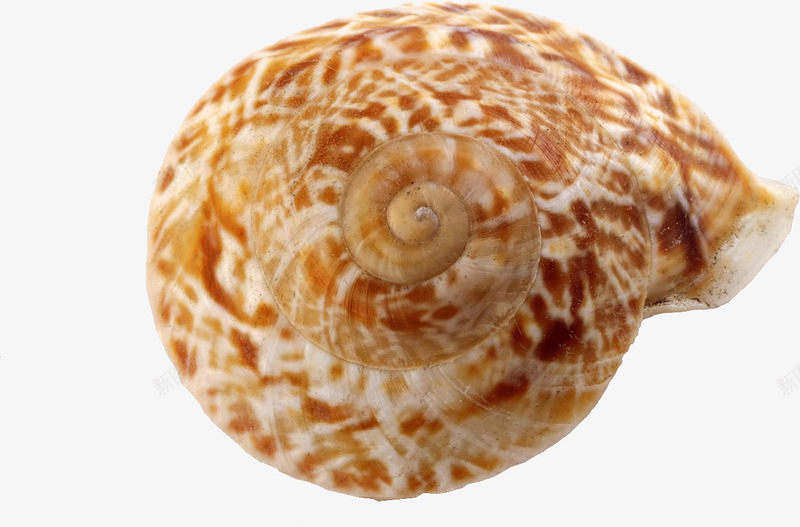 蜗牛海螺png免抠素材_新图网 https://ixintu.com 海滩 海螺 蜗牛