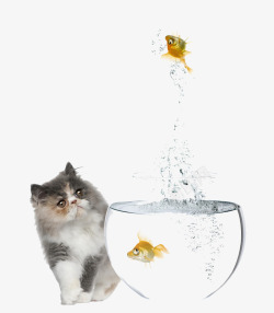 小猫和鱼素材