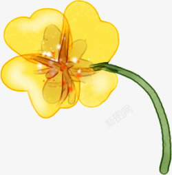 黄色可爱植物花朵美丽素材